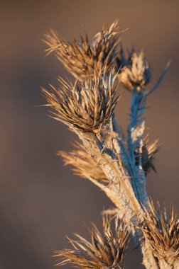 Kırsal kesimdeki kurumuş bir devedikeni kapatın, dikenli yapraklı bir bitki. Madrid, İspanya