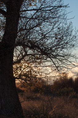 Gün batımında bir ağacın silueti. Madrid yakınlarındaki kırsal bölgede. İspanya
