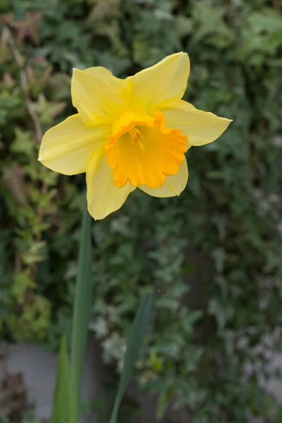 Vackra Gula Påsklilja Eller Narcissus Symbol För Cancervälgörenhetsorganisationer Många Länder — Stockfoto