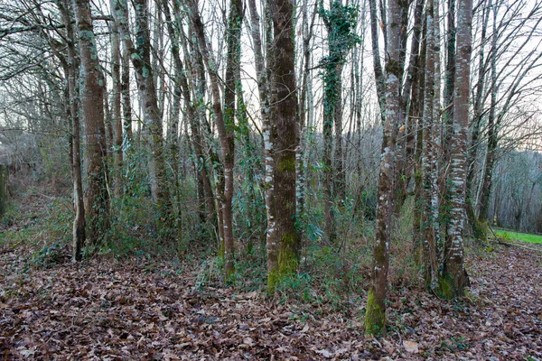 Venkovská Krajina Severu Španělska Les Podzim Listí Podlaze Žádní Lidé — Stock fotografie