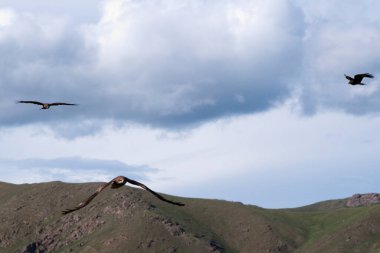 Kartal avı Orta Asya 'da M.Ö. 2500 yılına dayanan eski bir uygulama. Avcı kendi kartalını yakalamalı ve genç yaşta avlanması için eğitmeli..