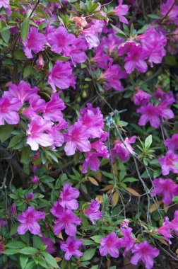 Çiçek açmış güzel bir açelyaya yaklaş. Parlak pembe. Portekiz