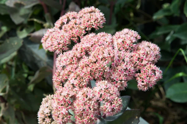 Narin pembe kabarıklığı olan güzel çalılar. Etrafta yeşil yapraklar var. Asturias, İspanya