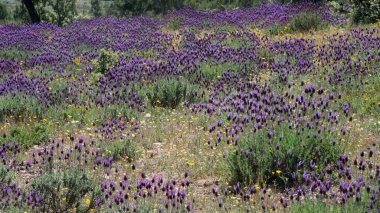 Baharda vahşi lavanta ile güzel bir tarla. Fermoselle, Zamora, İspanya