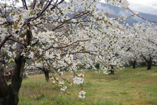 Zbliżenie Kwitnącej Wiśni Kakiery — Zdjęcie stockowe
