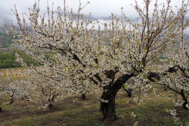 Çiçekli kiraz ağaçları. Açık hava, Caceres