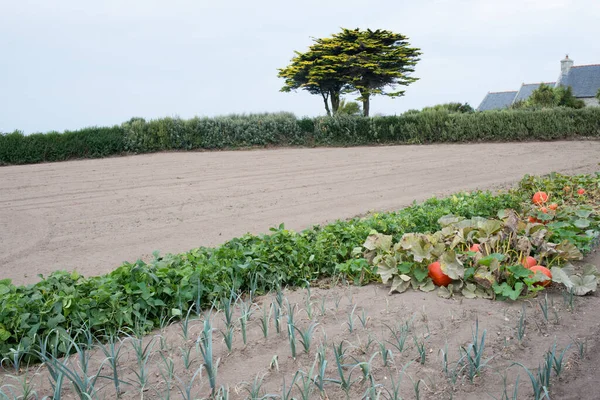 Pedaço Terra Com Vegetais Crescentes Cebolas Abóboras França Europa — Fotografia de Stock