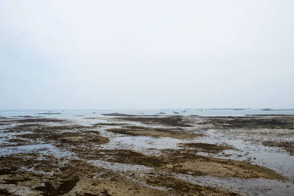 Seascape Brittany França Algas Marinhas Numa Baía Europa — Fotografia de Stock