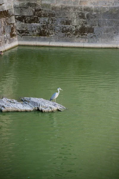 Grå Häger Nära Vattnet Slott Nantes Frankrike Långt Från Sin — Stockfoto