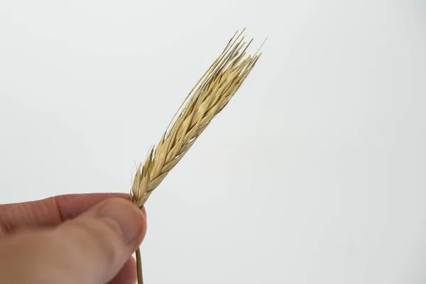 Caucasian human hand holding a wheat spike. White background