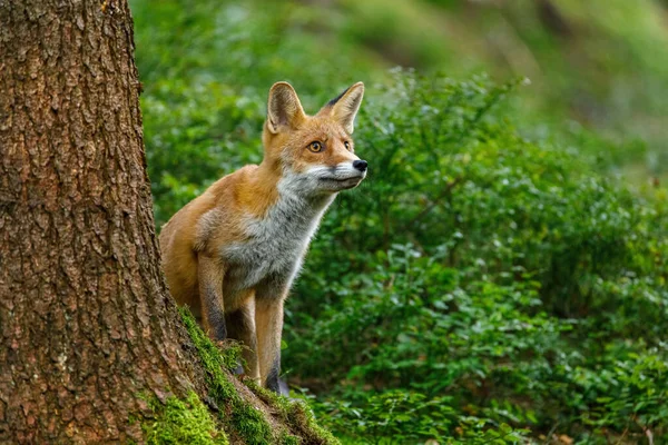 Ciekawy Lis Czerwony Lis Vulpes Vulpes Wyskakuje Zza Pnia Drzewa — Zdjęcie stockowe