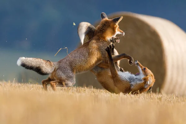 Clash Two Foxes Hungry Red Foxes Vulpes Vulpes Fight Field — Stock Photo, Image