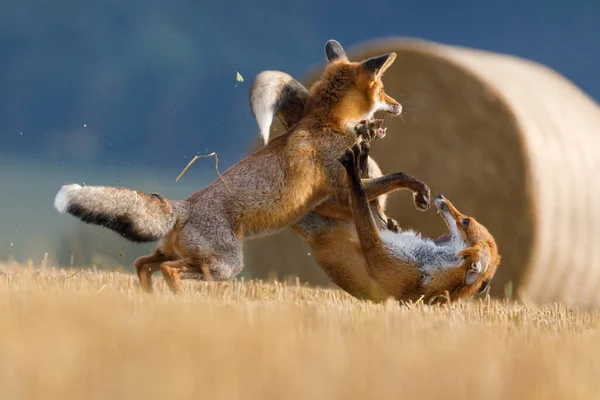 Choque Dos Zorros Zorros Rojos Hambrientos Vulpes Vulpes Luchan Por — Foto de Stock