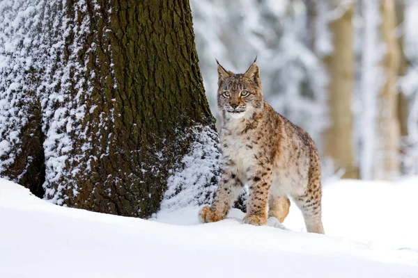 Lynx Bosque Nevado Lince Eurasiático Lince Lince Asoma Por Detrás — Foto de Stock