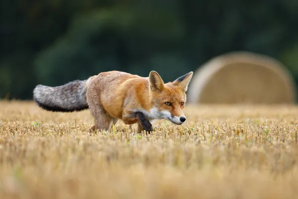 Hungry Fox Red Fox Vulpes Vulpes Hunting Voles Stubble Fox — Stock Photo, Image
