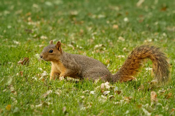 フォックスリス サイニガー 草の中の葉の間で食べ物を探しています 東またはブライアントのキツネリスとしても知られています 都会の野生生物 北米で最大の種類のツリーリス コロラド州デンバー ストック画像