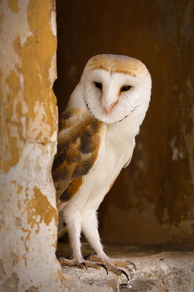 Coruja Celeiro Tyto Alba Espreita Pela Janela Velha Parede Tijolos — Fotografia de Stock