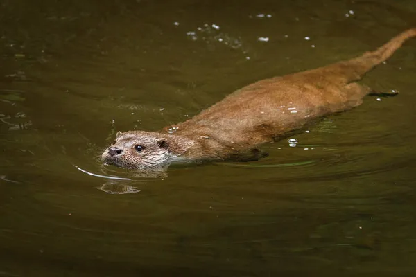Europäischer Flussotter Lutra Lutra Schwimmen Und Jagen Klaren Wasser Bedrohter — Stockfoto