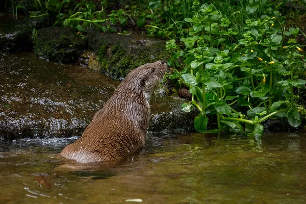 Nutria Cazadora Nutria Río Europea Lutra Lutra Huele Presa Río — Foto de Stock