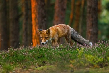 Güneş doğarken tilki. Kızıl tilki, Vulpes vulpes, yeşil çam ormanında avlanıyor. Aç tilki bozkırdaki yiyecekleri kokluyor. Doğal ortamdaki güzel turuncu kürklü hayvan. Vahşi yaşam, yaz doğası. Akıllı hayvan..