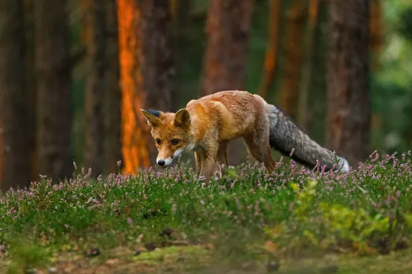 Lis Wschodzie Słońca Czerwony Lis Vulpes Vulpes Polowanie Zielonym Lesie — Zdjęcie stockowe