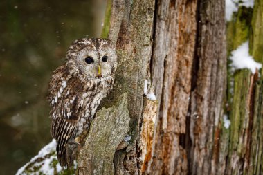 Karda baykuş. Tawny baykuşu, Strix aluco, çürük meşe kütüğünün üzerine tünemiş. Kış ormanında güzel kahverengi baykuş. Avrupa doğasından vahşi yaşam. Doğal ortamdaki yırtıcı kuşun gece portresi.
