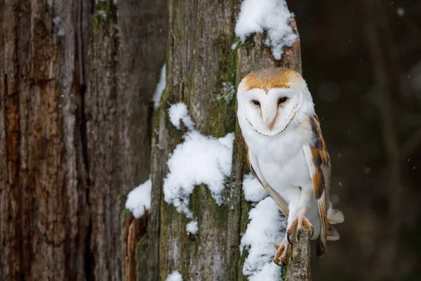 Barn Owl Tyto Alba Perched Old Rotten Snowy Oak Stump — Stock Photo, Image