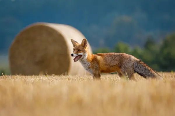 Hungry Fox Red Fox Vulpes Vulpes Hunting Voles Stubble Fox — Stock Photo, Image