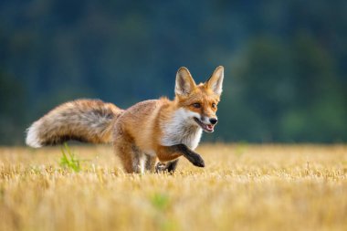 Koşan tilki. Genç kızıl tilki, Vulpes vulpes, sakallı tarla faresi avlar. Tilki yavrusu mısır hasadından sonra tarlayı kokluyor. Uzun tüylü kuyruklu güzel turuncu kürklü hayvan. Vahşi doğadaki canavar, yaz doğası.