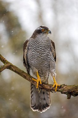 Kar yağışı altındaki şahin. Kuzey Şahini, Accipiter Gentilis, karlı ormanda bir dala tünemişti. Vahşi doğada görkemli bir yırtıcı. Soğuk kış. Turuncu gözlü güzel bir kuş. Habitat Avrupa, Asya, Amerika