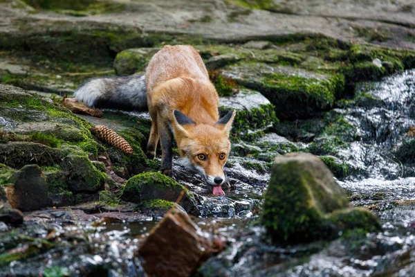 Thirsty Fox Red Fox Vulpes Vulpes Drinks Fresh Water Forest — Stock Photo, Image
