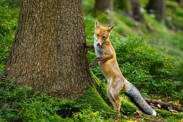 Curious Fox Red Fox Vulpes Vulpes Stands Back Legs Tree — Stock Photo, Image