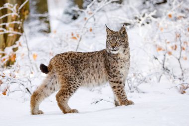 Kışın Luchs. Genç Avrasyalı vaşak, Lynx vaşak, karlı kayın ormanlarında yürüyor. Doğadaki güzel vahşi kedi. Benekli turuncu kürklü şirin bir hayvan. Soğuk bir günde yırtıcı hayvan. Yırtıcı hayvan yaşam alanında.