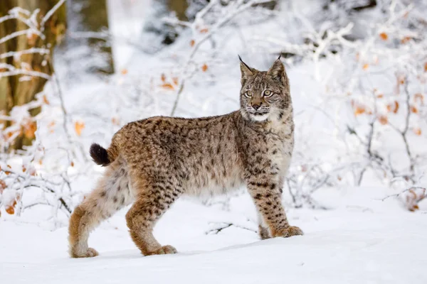 Lynx Invierno Joven Lince Eurasiático Lince Lince Camina Bosque Hayas — Foto de Stock
