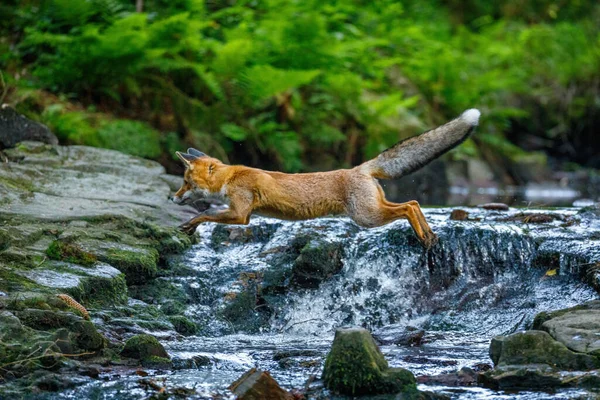 Salto Fox Raposa Vermelha Vulpes Vulpes Saltando Sobre Ribeiro Floresta — Fotografia de Stock