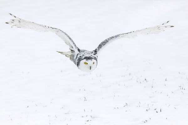 Eule Flug Schneehuhn Bubo Scandiacus Fliegt Bei Schneefall Mit Ausgebreiteten — Stockfoto
