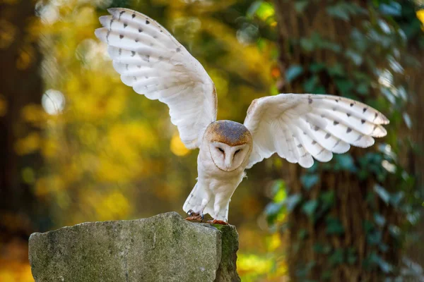 Barn Owl Tyto Alba Perched Old Gravestove Spread Wings Looks — ストック写真