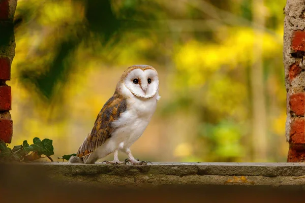 Owl Window Barn Owl Tyto Alba Perched Brick Window Beautiful — Fotografia de Stock