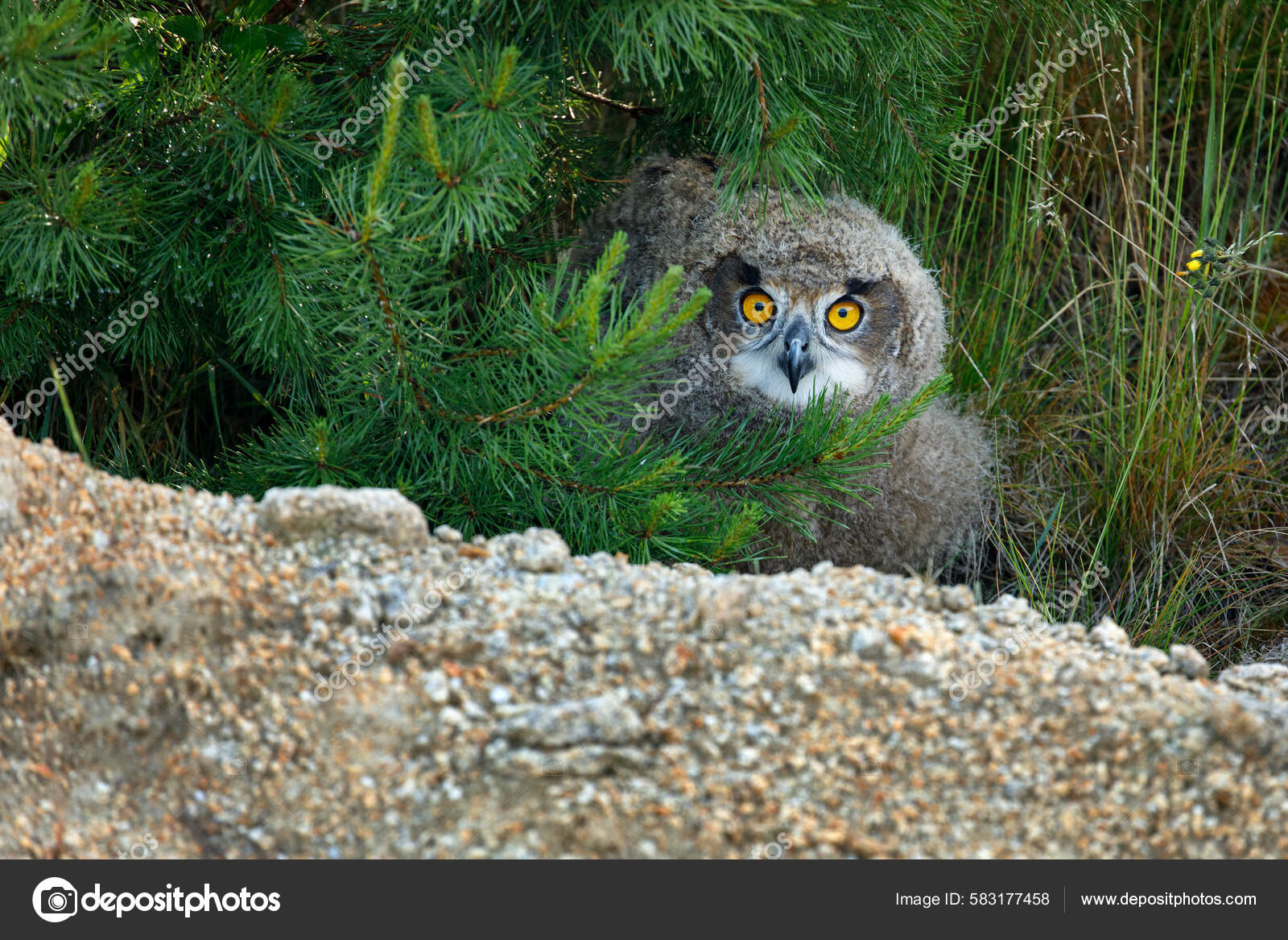 Flauschige Eulenküken Schöne Junge Eurasische Uhus Bubo Bubo Versteckt  Unter – Stockfoto © vaclavmatous #583177458, image size:1600x1167