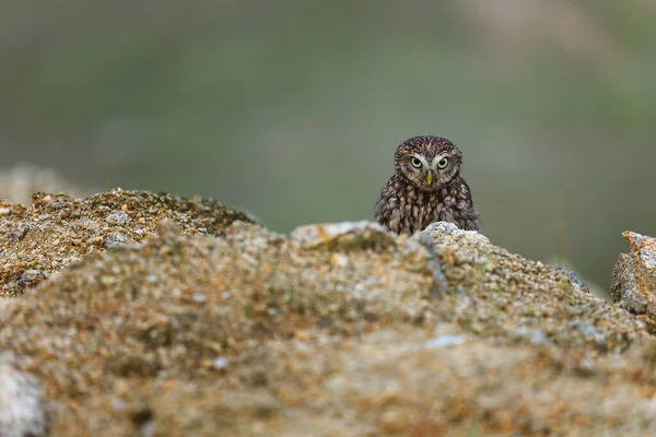 Owl in foggy morning. Little owl, Athene noctua, peaks out from behind stone, looking angry or strictly. Owl of Athena masking in natural habitat. Beautiful bird with yellow eyes. Wild spring nature.