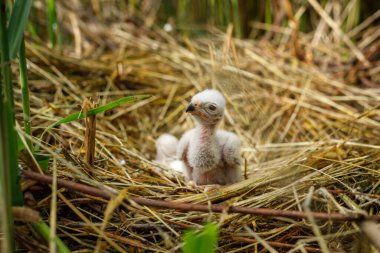 Fluffy harrier yavruları beslenmek için bekliyor. Batılı bataklık harrier yavruları, Circus aeruginosus, sazlıkta inşa edilmiştir. Vahşi doğada yuva yapan yırtıcı kuş. Doğal ortamdaki harrier. Üreme mevsimi.