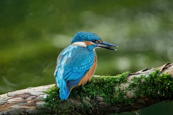 Hunting juvenile kingfisher. Common kingfisher, Alcedo atthis, perched on branch near nesting burrow, caddisfly larvea in bill. Wildlife nature. Colorful bird in summer. River kingfisher in habitat.