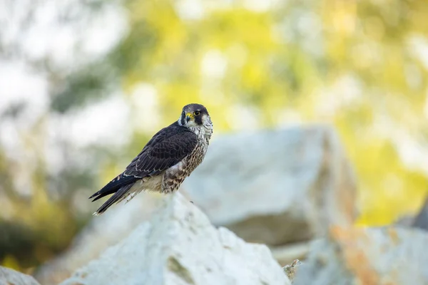 Falcon Portrait Peregrine Falcon Falco Peregrinus Perched Stone Kaolin Mine — Fotografia de Stock