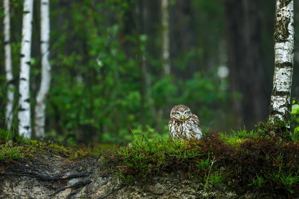 Owl Morning Forest Little Owl Athene Noctua Perched Heath Birch — Φωτογραφία Αρχείου