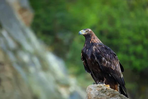 Portrait of  eagle. Golden eagle, Aquila chrysaetos, perched on rock. Majestic bird with sharp hooked beak in beautiful nature. Hunting eagle in mountains. Habitat Europe, Asia, North America.