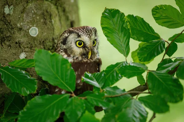 Owl Green Forest Boreal Owl Aegolius Funereus Perched Beech Branch — Zdjęcie stockowe