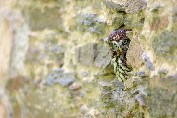 Little Owl Athene Noctua Peaks Out Burrow Old Stone Wall — 스톡 사진