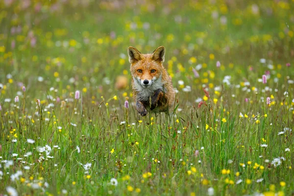 Fox jump. Red fox, Vulpes vulpes, hunting on flowered meadow in rainy morning. Orange fur coat animal running in spring rain. Fox ferrets about prey. Wildlife nature. Clever beast. Natural habitat.