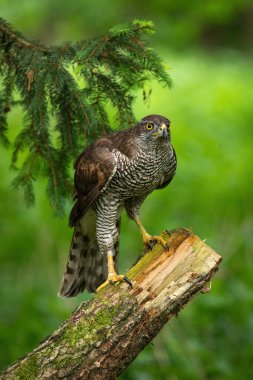 Hunting hawk in forest. Northern goshawk, Accipiter gentilis, perched on branch in spruce forest. Majestic raptor in wild spring nature. Beautiful noble bird with orange eyes. Hawk in natural habitat.