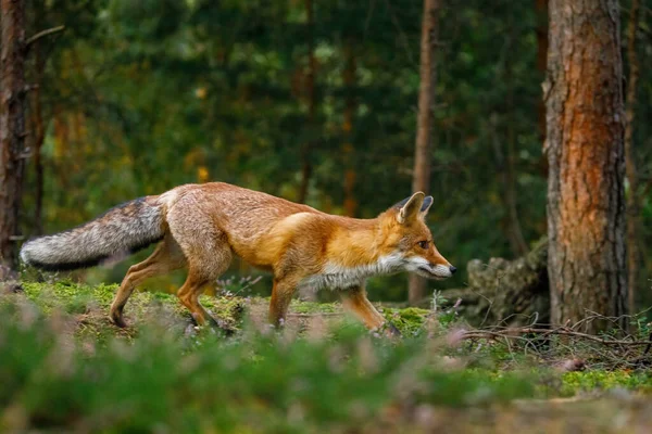 Fox Bij Zonsopgang Rode Vos Vulpes Vulpes Jagen Groen Dennenbos — Stockfoto